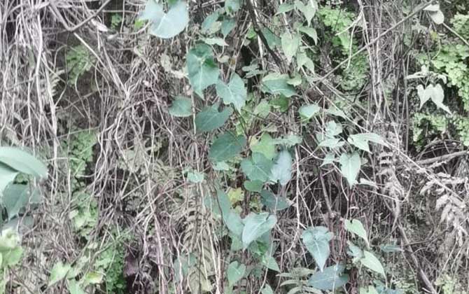 多肉批发基地在哪儿/多肉植物批发基地在哪里