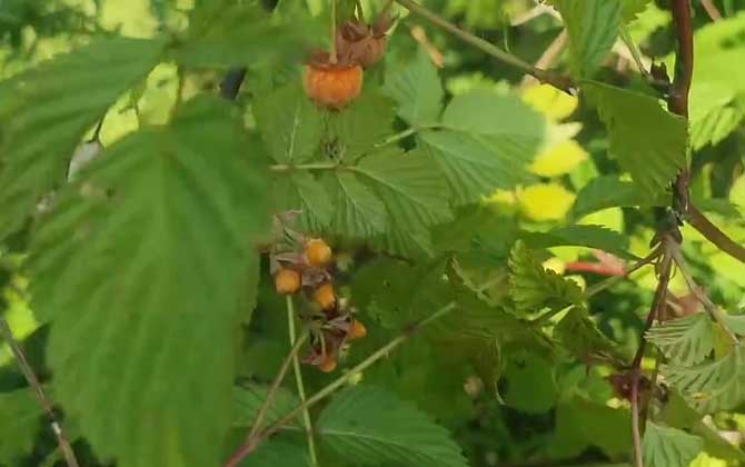 车厘子盆栽种植方法/车厘子盆栽种植技巧