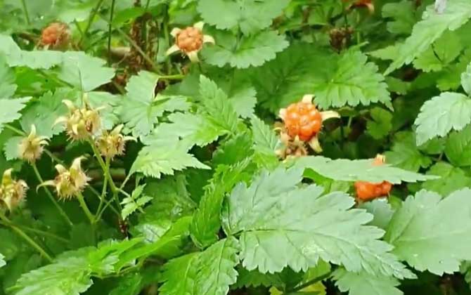 风雨兰的养殖方法