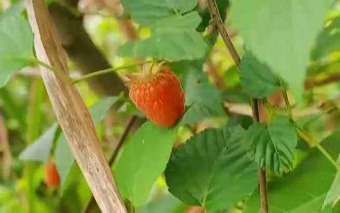 红苋菜种植时间和方法 红苋菜种植时间和方法温度和湿度