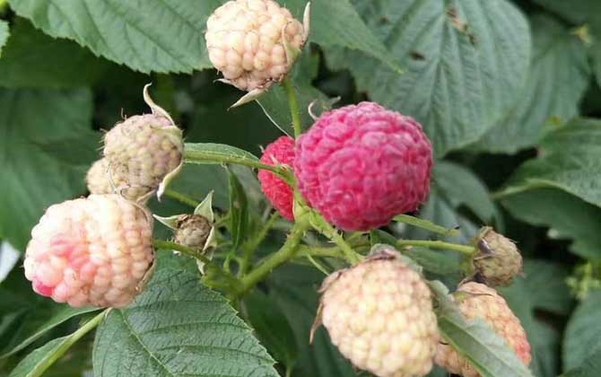 芙蓉花烂叶子怎样办