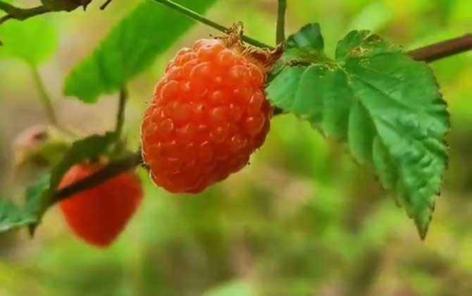 水草泥种水草的方法 鱼缸养水草有哪些注意事项