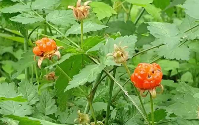 荆芥什么季节种植合适 荆芥适合什么时候种