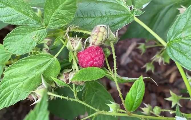 茶花不长叶子怎么办？茶花不发新芽怎么办？