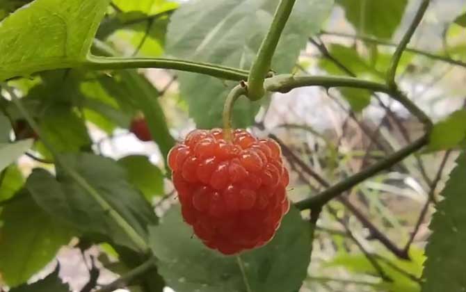 苹果嫁接时间和方法有哪些/苹果嫁接时间和成熟时间