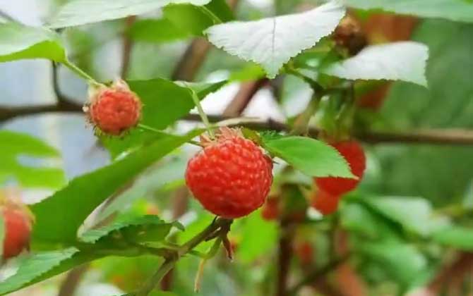 金银花为什么不开花？金银花不开花的原因以及解决方法