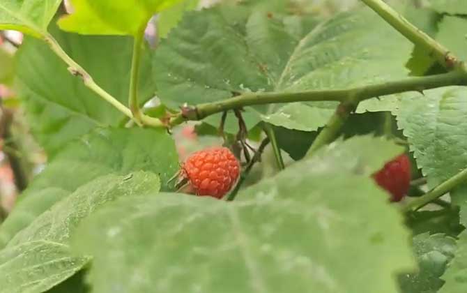 红豆杉叶子干枯怎么办