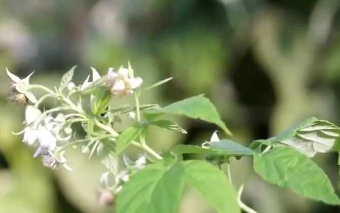 草麻黄的养殖方法/草麻黄是草本植物吗