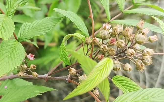 关于多肉植物雨滴的资料：简单介绍多肉与雨滴的相关信息/多肉植物雨滴图片