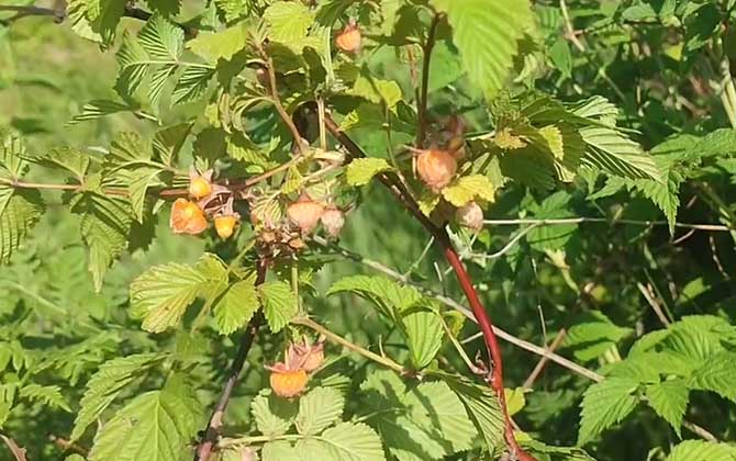 家养荷花怎么种 附栽种方法