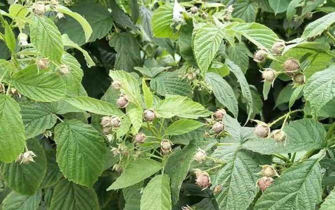 非洲凤仙花有什么作用和功效，整年盛开观赏价值强/非洲凤仙花什么时候种植最好