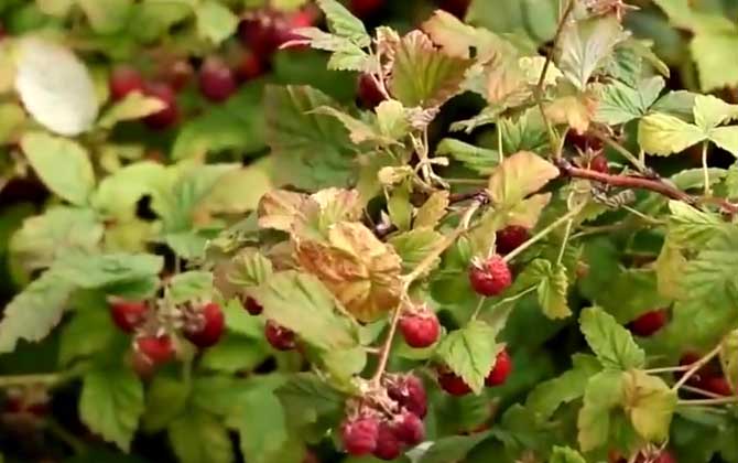 茉莉花叶子一碰就掉 茉莉花叶子发黄