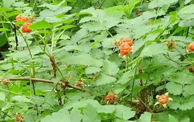 田园土适合养什么花卉植物 田园土适合养什么多肉