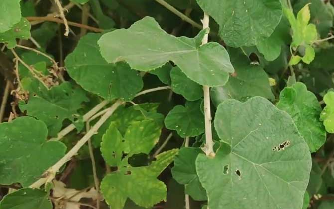 莲花如何进行正确养护呢在家是否可以养呢/莲花的教程视频播放