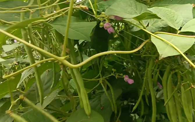 玉露播种技巧，这么水灵的多肉植物，繁殖居然如此简单！/玉露播种技巧和方法