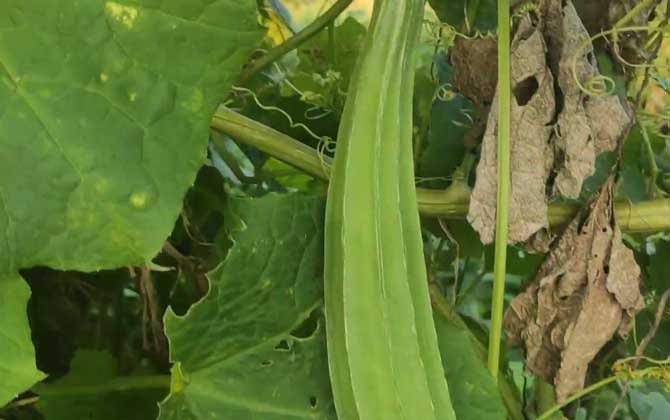 黑茶金茯的功效与作用 黑茶金茯功效价格