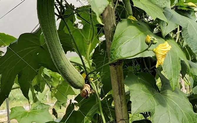 多肉植物如何防治介壳虫（温室篇）：以防为主,以杀为辅/多肉植物怎么防虫