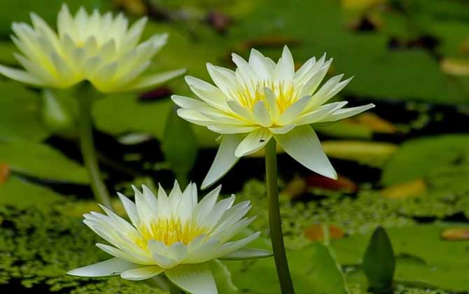 开春茉莉花怎么换盆长新芽更快 茉莉开春怎么管理