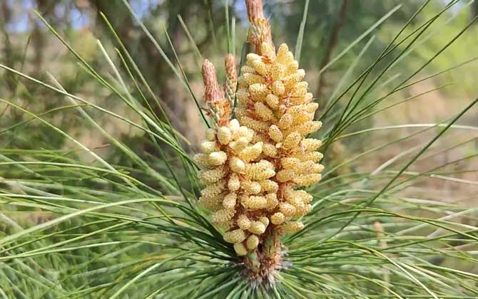 家里种樱花树对风水好吗 家中种樱花树好吗