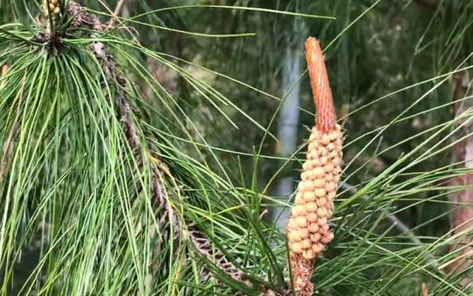 石菖蒲水培好还是土培好 石菖蒲水培好还是土养好