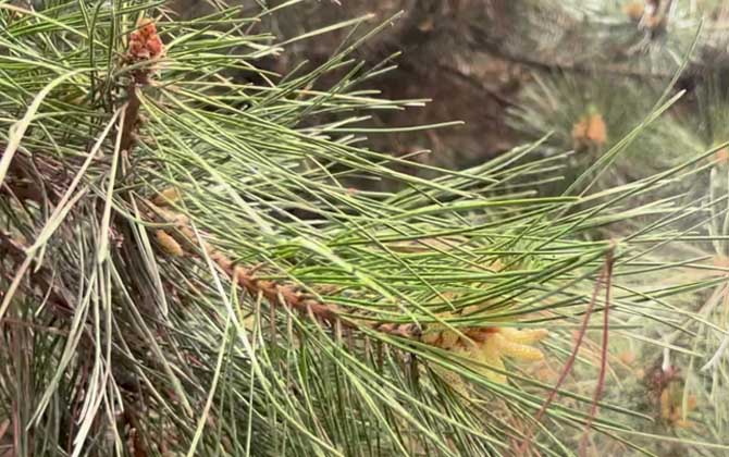 虎头茉莉冬季养护方法/虎头茉莉怎样过冬