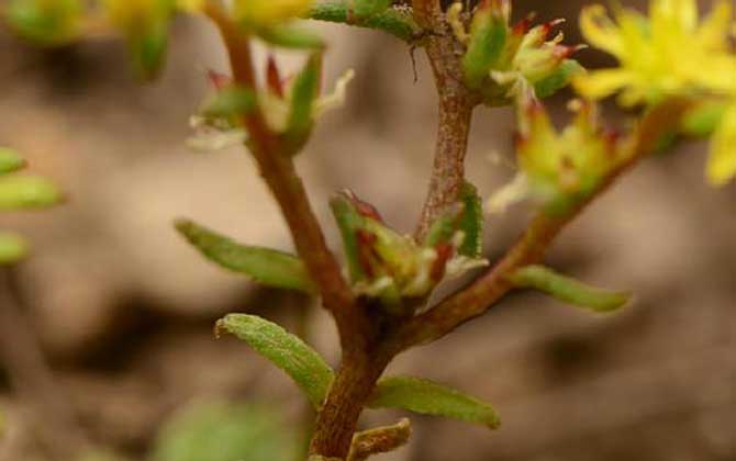 岩松是什么植物？/岩松是什么树