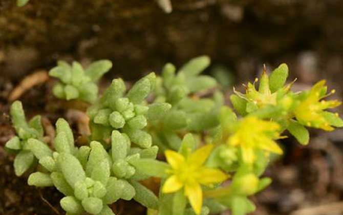 多肉植物播种经验总结：从培土、发芽率、成活率讲解/多肉播种注意事项