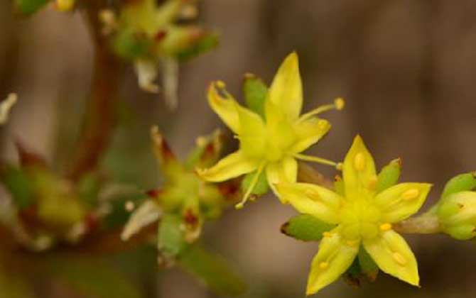 花生怎么榨汁好喝 花生和什么搭配榨汁好 花生汁怎么打