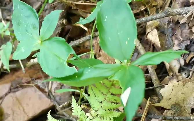 孩儿参是什么植物？/孩儿参药用部位