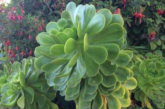 凤仙花是甚么植物