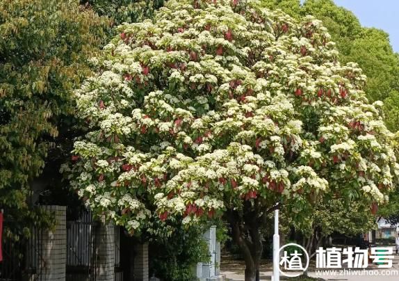 磷酸二氢钾可以浇法师吗 磷酸二氢钾可以和杀菌剂杀虫剂混合使用吗