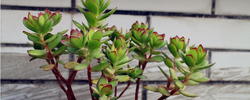 昙花开花两次来年还会开花吗/昙花开过一次后第二天还会开吗