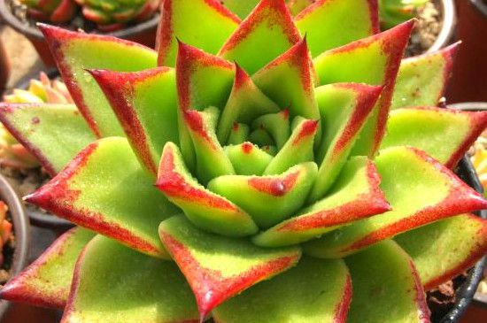 木槿花可以多浇水不能淋雨吗/木槿花期浇水