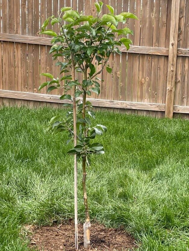 养植猫尾红出现虫害要怎么解决常见的防治措施有哪些/猫尾巴红怎么回事