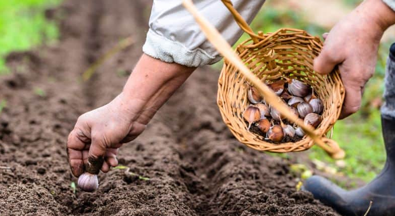 如何种植和收获大蒜/How to Grow and Harvest Garlic