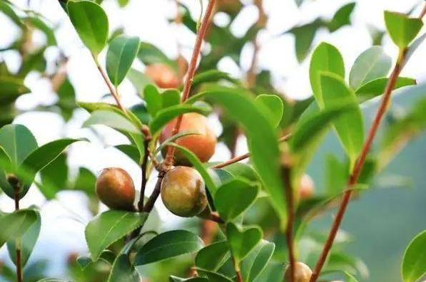 幸福树夏天养殖方法和注意事项(最耐阴的十大室内植物)