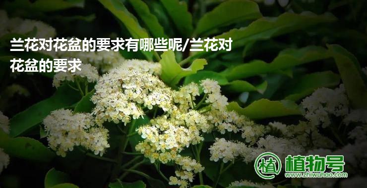 兰花对花盆的要求有哪些呢/兰花对花盆的要求