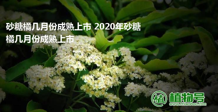 砂糖橘几月份成熟上市 2020年砂糖橘几月份成熟上市