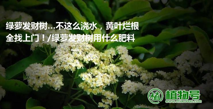 绿萝发财树…不这么浇水，黄叶烂根全找上门！/绿萝发财树用什么肥料