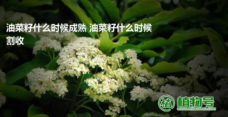 油菜籽什么时候成熟 油菜籽什么时候割收