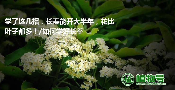 学了这几招，长寿能开大半年，花比叶子都多！/如何学好长拳