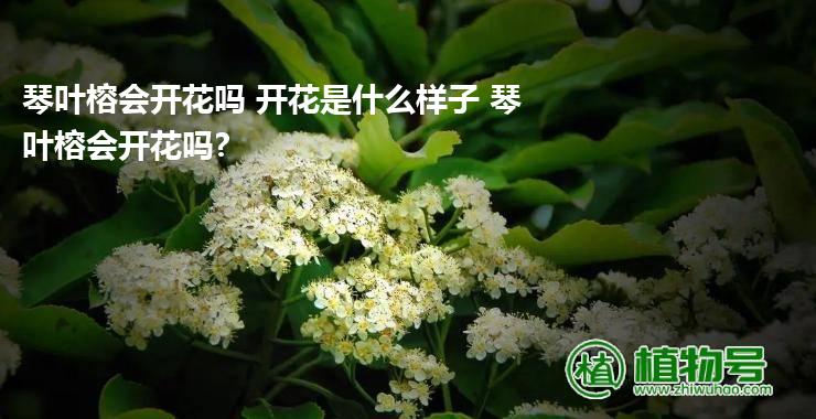 琴叶榕会开花吗 开花是什么样子 琴叶榕会开花吗?