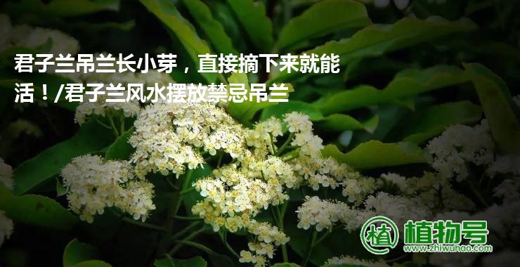 君子兰吊兰长小芽，直接摘下来就能活！/君子兰风水摆放禁忌吊兰