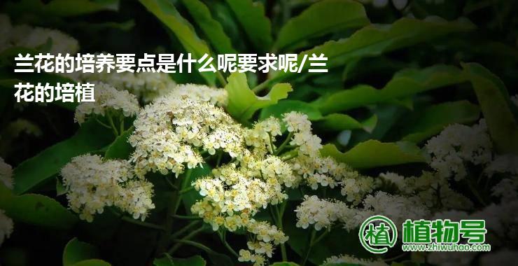 兰花的培养要点是什么呢要求呢/兰花的培植