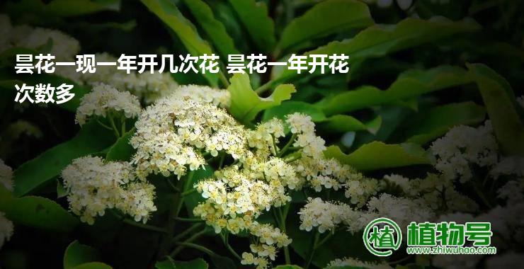 昙花一现一年开几次花 昙花一年开花次数多