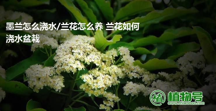 墨兰怎么浇水/兰花怎么养 兰花如何浇水盆栽