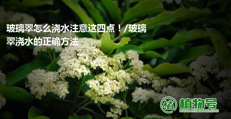 玻璃翠怎么浇水注意这四点！/玻璃翠浇水的正确方法