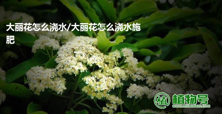 大丽花怎么浇水/大丽花怎么浇水施肥