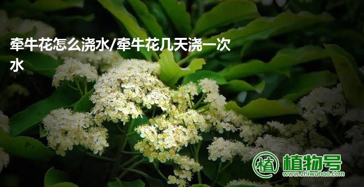 牵牛花怎么浇水/牵牛花几天浇一次水