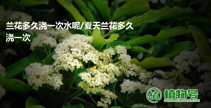 兰花多久浇一次水呢/夏天兰花多久浇一次